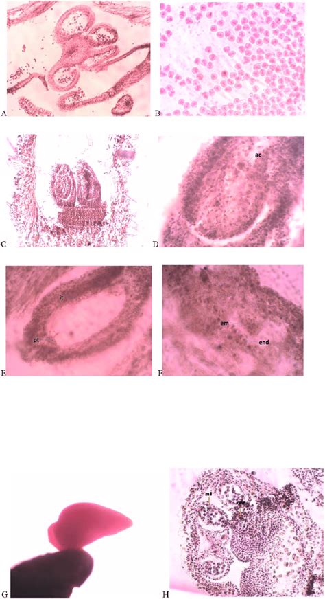 aknss|Alkanna sp. (AKNSS)[Overview].